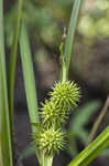 American bur-reed